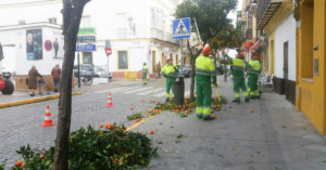 Los trabajos de poda de naranjos en plena calle en El Puerto.