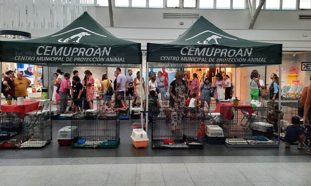 El centro comercial El Paseo acoge unas jornadas de adopción responsable de gatos