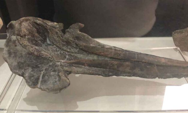 El Puerto se suma al Día Internacional de los Museos con una exposición de mamíferos acuáticos