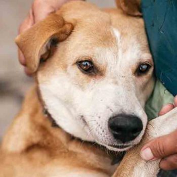 Perros y gatos buscan un nuevo hogar este domingo en El Puerto