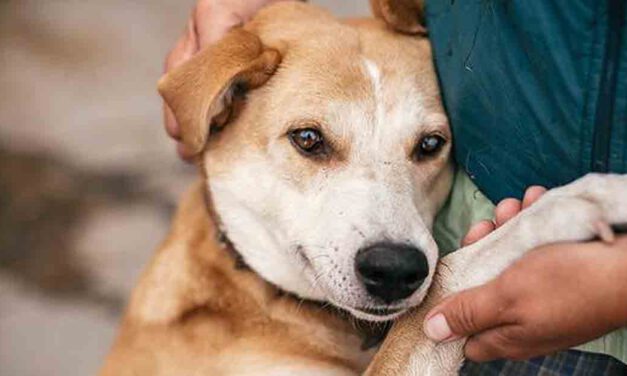 El Cemuproan organiza unas jornadas para potenciar las adopciones en “Tiendanimal- Jerez”