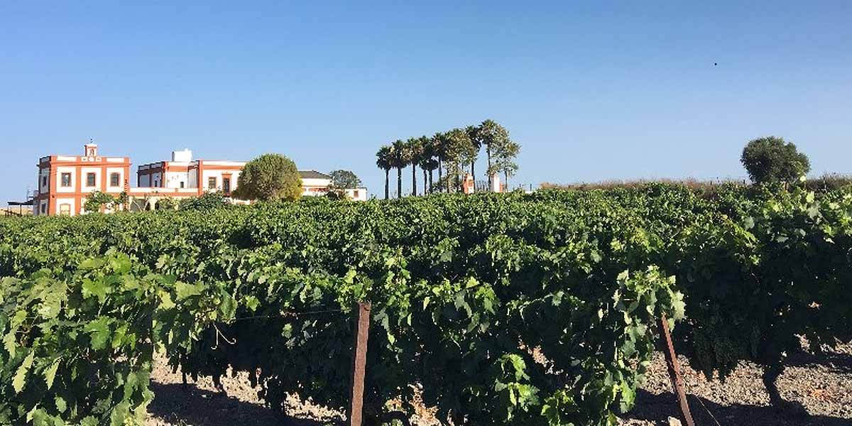 Un nuevo verano la Bendita Locura se prepara para la Vendimia Familiar en los viñedos de Pago Balbaína Alta