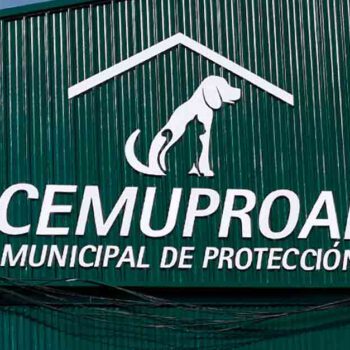 El PSOE insta a reanudar el servicio de recogida de perros en El Puerto