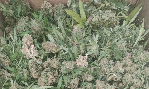 La Policía Nacional intercepta en El Puerto a un hombre que transportaba cogollos de marihuana