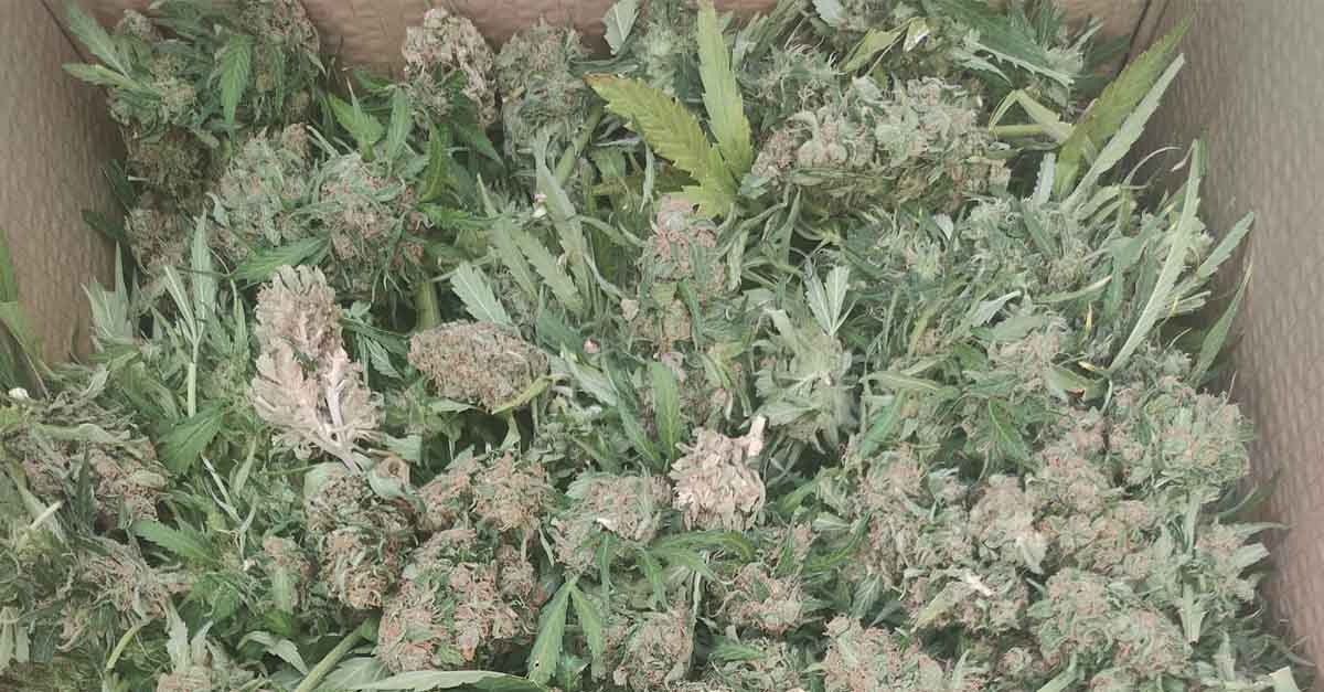 La Policía Nacional intercepta en El Puerto a un hombre que transportaba cogollos de marihuana