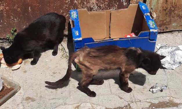 El PSOE reclama un mayor control de las colonias de gatos en El Puerto