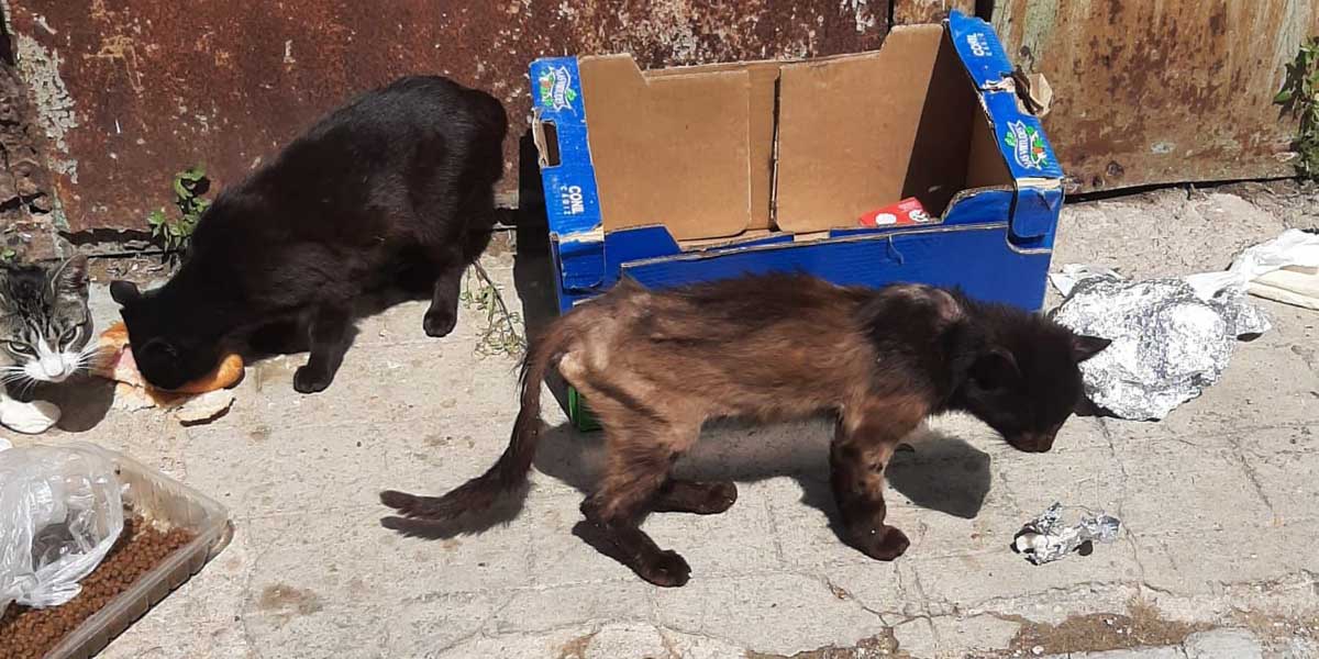 El PSOE reclama un mayor control de las colonias de gatos en El Puerto