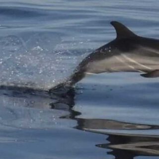 La dehesa del mar y el delfín ibérico