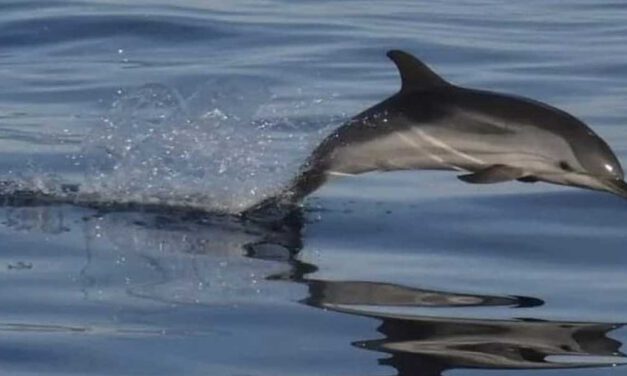 La dehesa del mar y el delfín ibérico