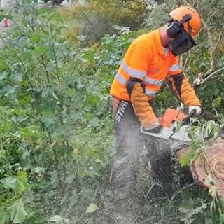 Comienzan los trabajos de desbroce en los pinares de El Puerto para prevenir incendios