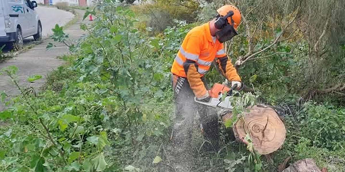 Comienzan los trabajos de desbroce en los pinares de El Puerto para prevenir incendios
