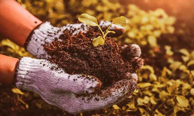 El Poblado de Doña Blanca será sede de un curso de Agricultura Ecológica, del 8 al 15 de septiembre