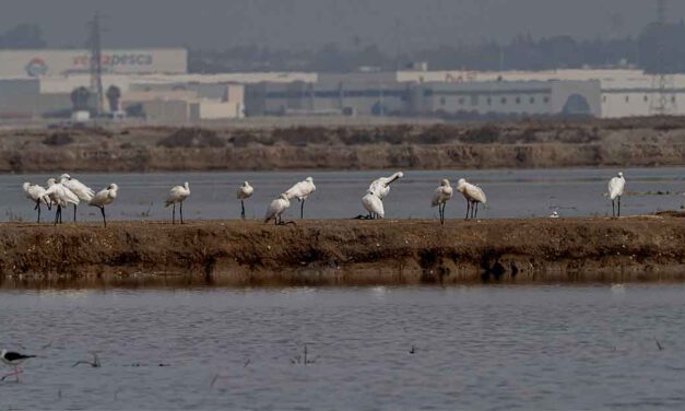 Ecologistas solicita al Ayuntamiento su apoyo a la ampliación del Parque Bahía de Cádiz