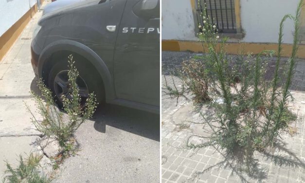 IU lleva al pleno el mal estado de limpieza en las barriadas y exige una auditoría del contrato