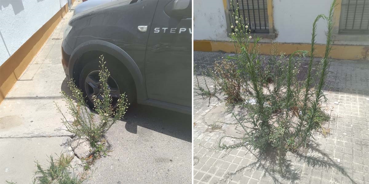 IU lleva al pleno el mal estado de limpieza en las barriadas y exige una auditoría del contrato