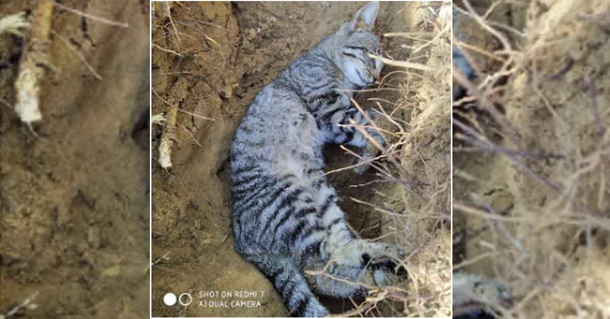 Denuncian nuevos envenenamientos de gatos en El Puerto