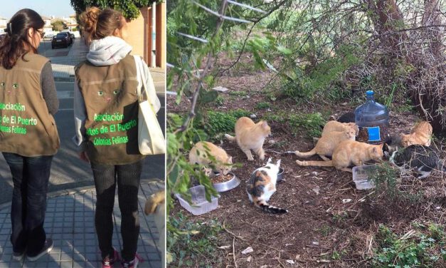 La Asociación Gatos de El Puerto solicita al Ayuntamiento que cumpla con la protección animal