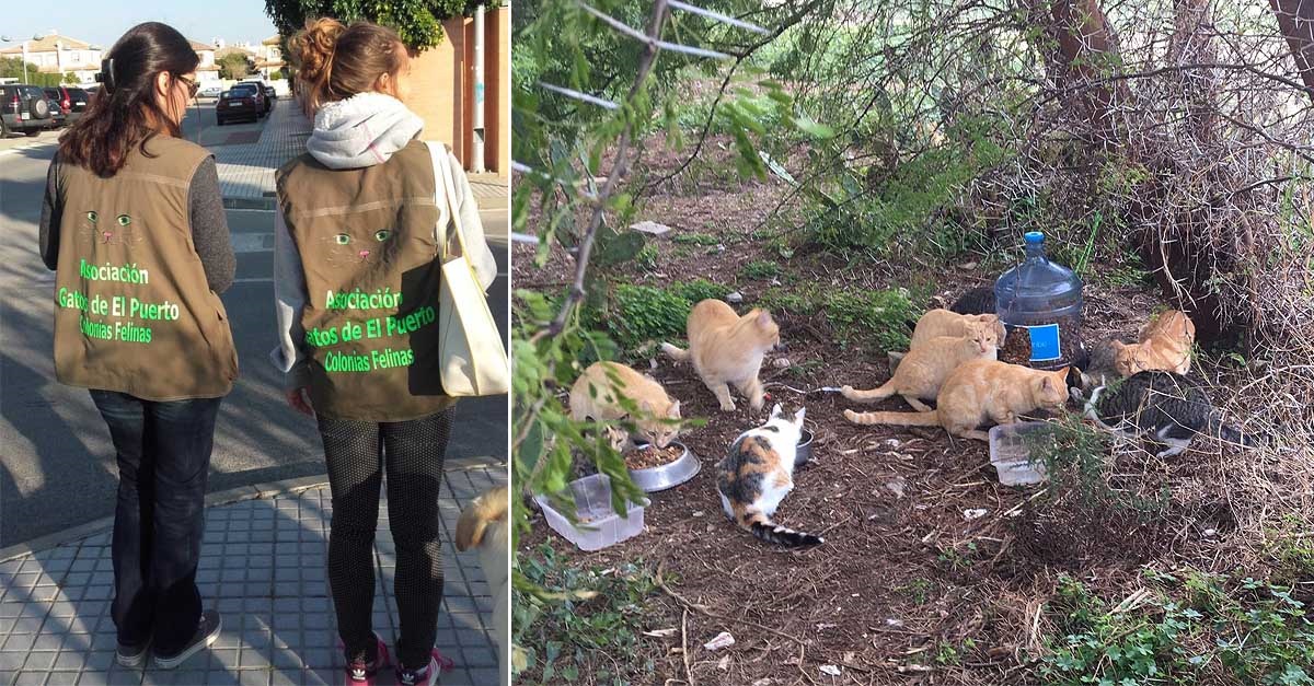 La Asociación Gatos de El Puerto solicita al Ayuntamiento que cumpla con la protección animal