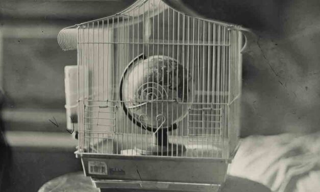 Una exposición recoge el trabajo del artista Raúl Casal empleando técnicas fotográficas de hace dos siglos