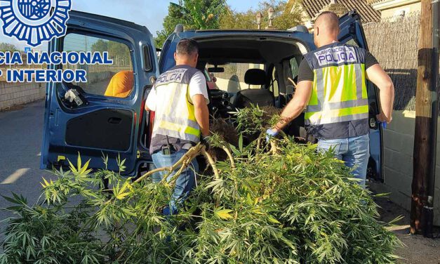 La Policía Nacional desmantela una plantación de cannabis en El Puerto