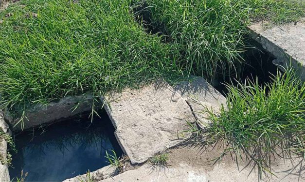 Medio Ambiente pide la colaboración ciudadana ante un repunte de mosquitos en algunas zonas de El Puerto