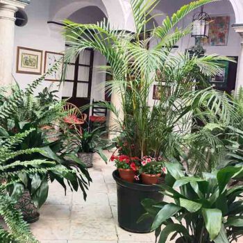 La Fiesta de los Patios abre 24 espacios históricos del casco antiguo