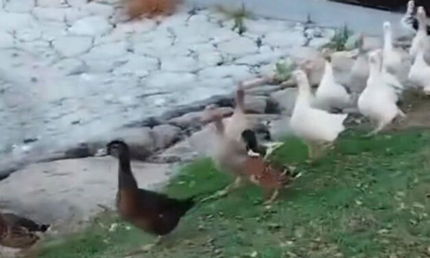 El PSOE pide explicaciones por el "supuesto abandono" de los patos del lago del polígono