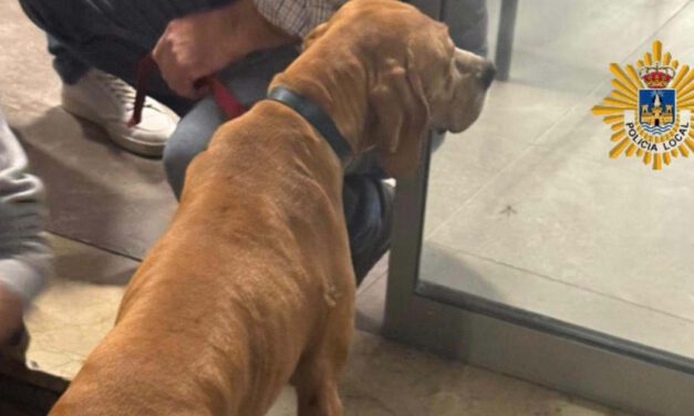 La Policía Local recupera dos perros robados tras los avisos vecinales en la Glorieta de los Descubridores