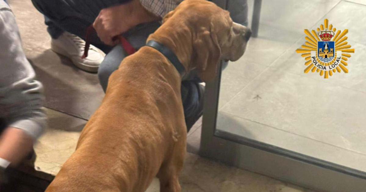 La Policía Local recupera dos perros robados tras los avisos vecinales en la Glorieta de los Descubridores