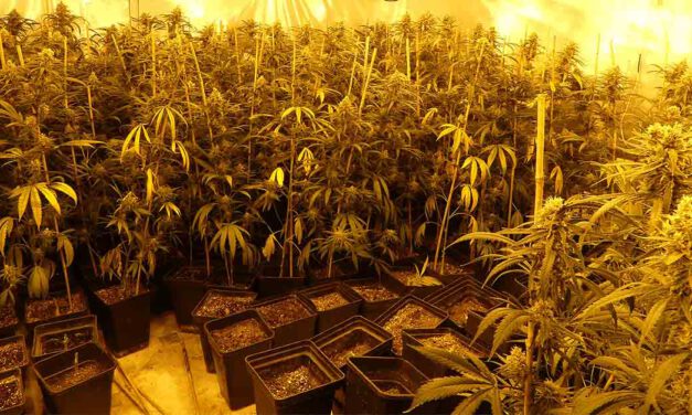 La Policía Nacional desmantela dos plantaciones indoor de cannabis en El Puerto