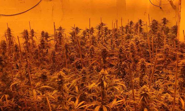 Desmantelado en El Puerto un cultivo “indoor” de cannabis con más de 400 plantas