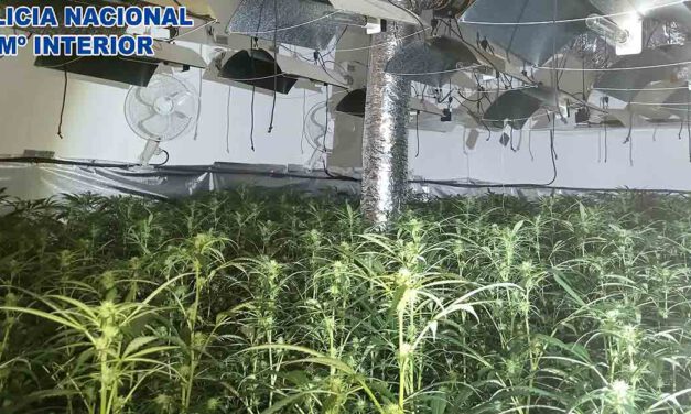 Ingresa en prisión el responsable de un cultivo indoor de cannabis en El Puerto con 540 plantas