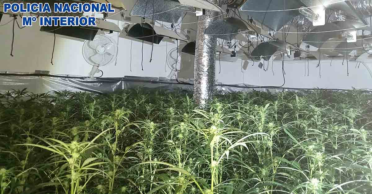 Ingresa en prisión el responsable de un cultivo indoor de cannabis en El Puerto con 540 plantas