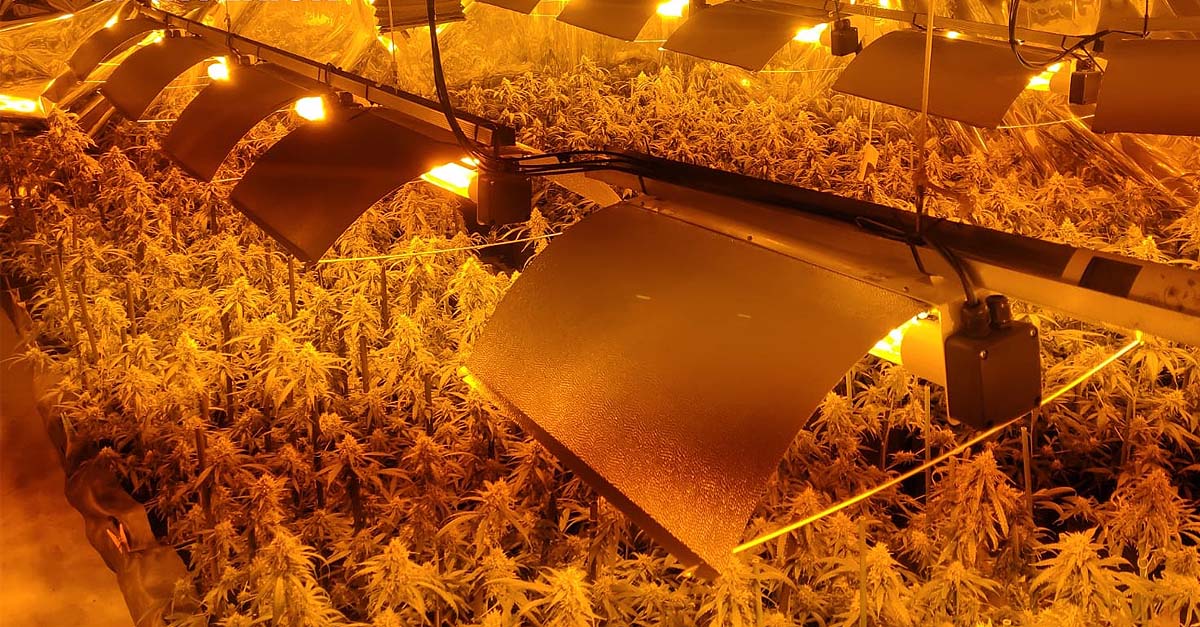 Detenidos madre e hijo por cultivo de 500 plantas de marihuana en El Puerto