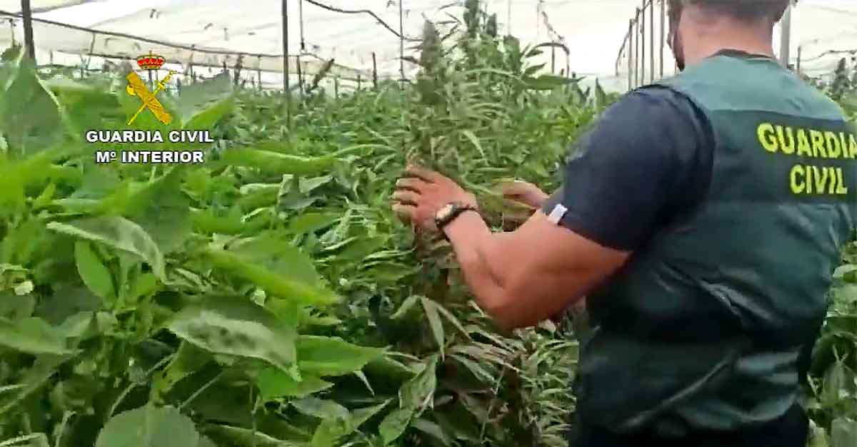 Desmantelan tres plantaciones de marihuana camufladas entre hortalizas