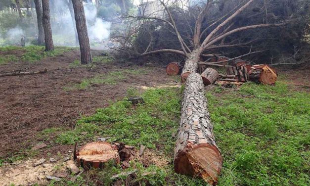 Ecologistas en Acción exige la inmediata paralización de una tala de pinos en las Dunas de San Antón