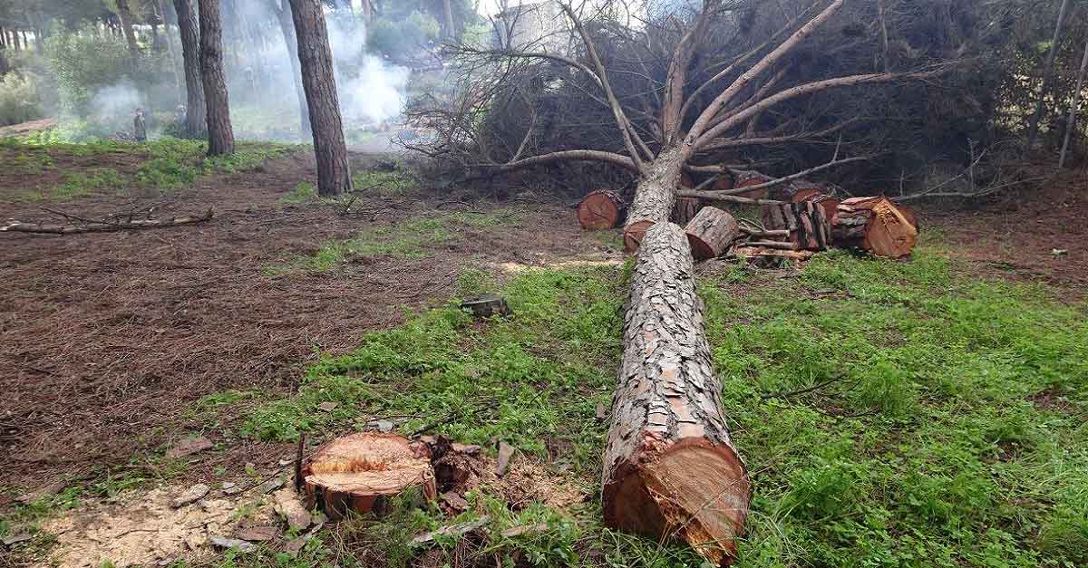 Ecologistas en Acción exige la inmediata paralización de una tala de pinos en las Dunas de San Antón