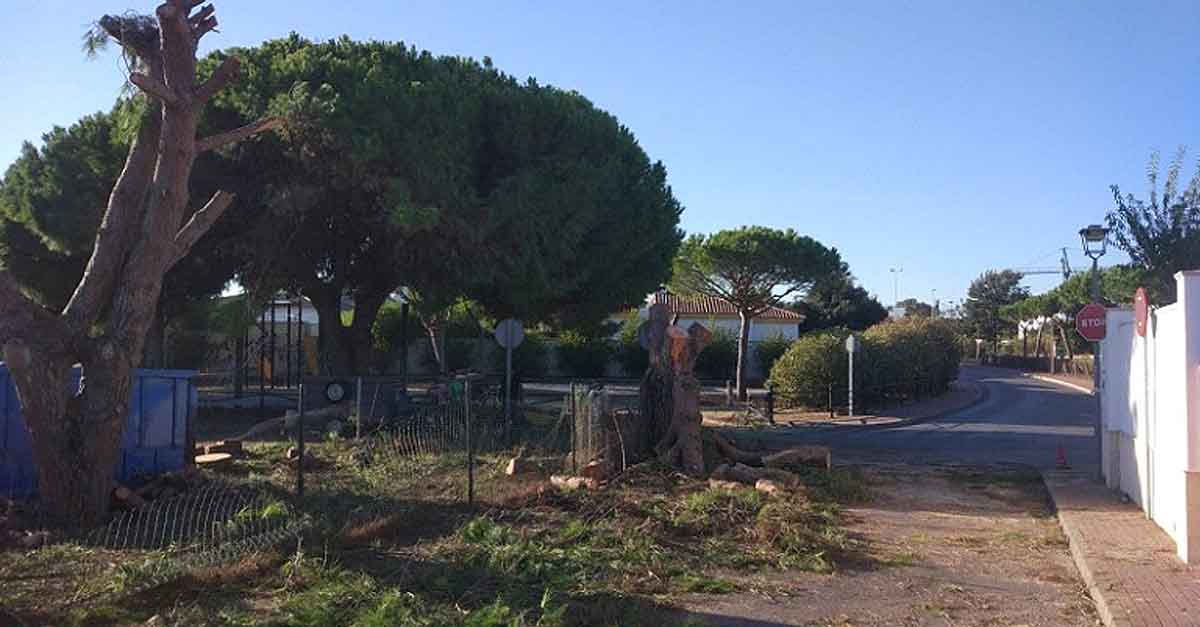 Ecologistas en Acción denuncia talas indiscriminadas en El Puerto