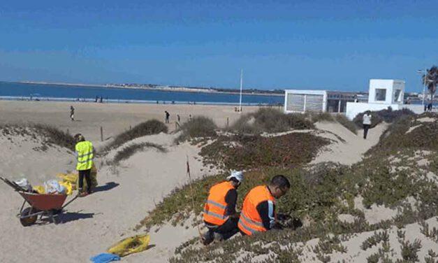 Este sábado se inicia un voluntariado en Los Toruños para restaurar el ecosistema dunar