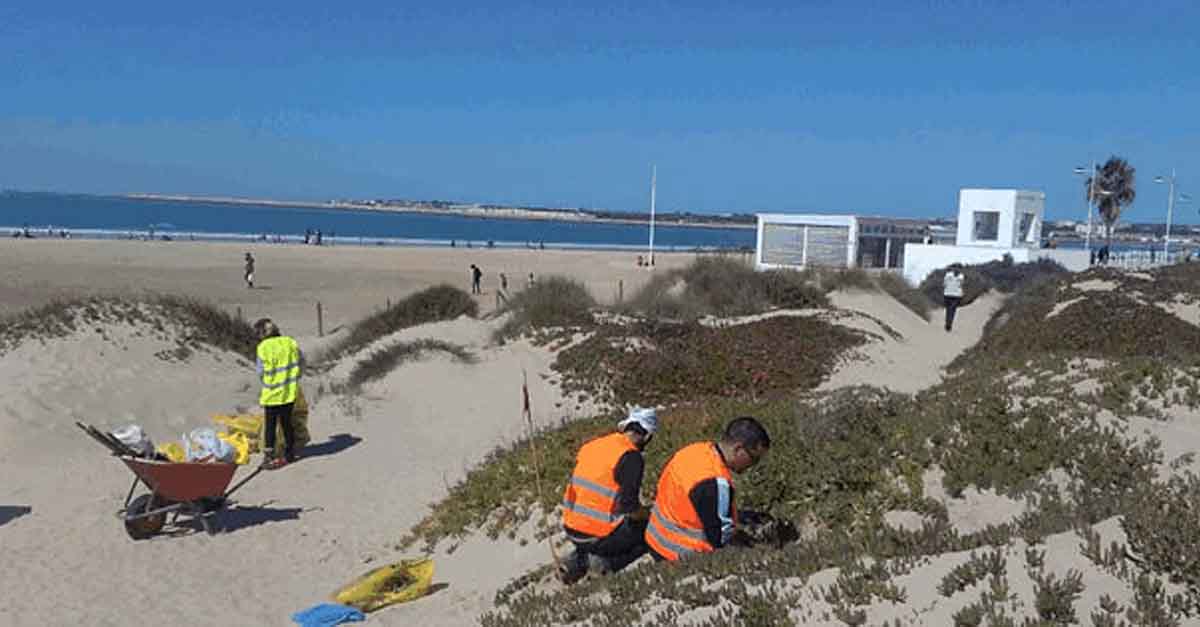 Este sábado se inicia un voluntariado en Los Toruños para restaurar el ecosistema dunar