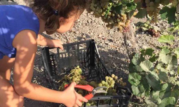 Agotadas en media hora las plazas ofertadas por Turismo para vendimiar en familia en una casa de viñas