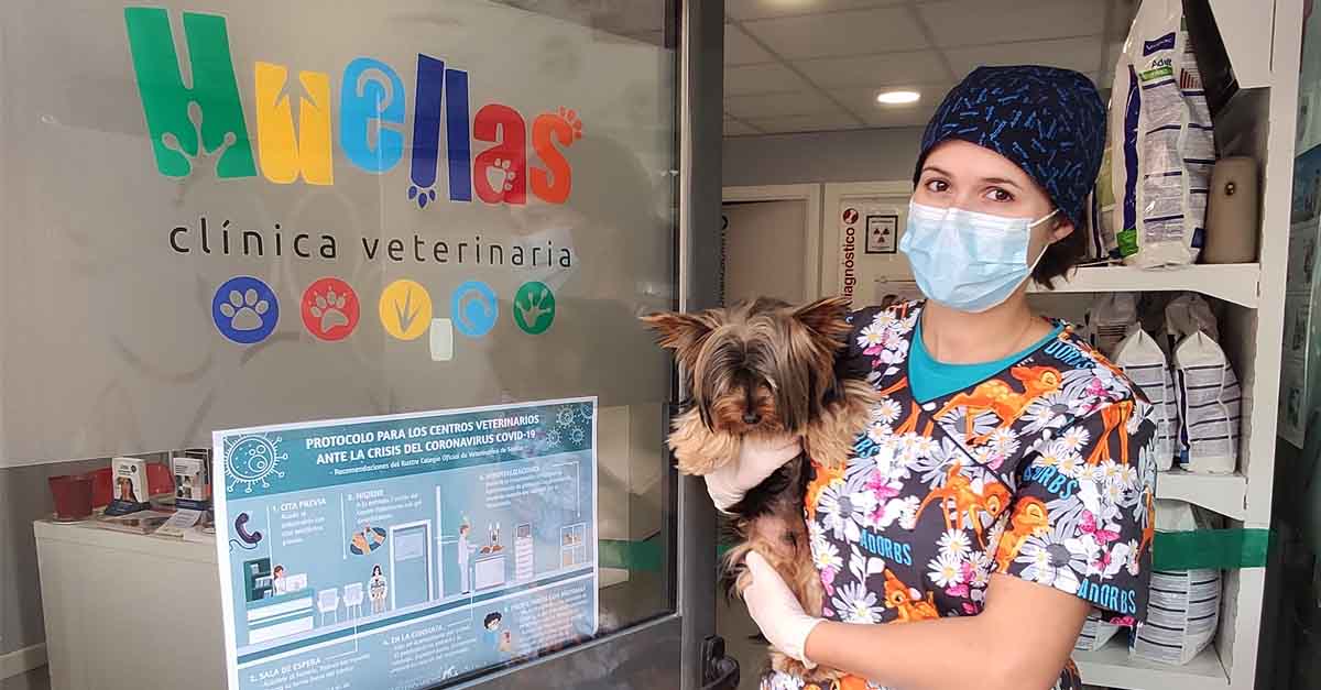 Los animales de compañía, colaterales del coronavirus - Puerto Actualidad