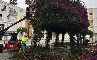 El PSOE insta a la poda de árboles y palmeras por seguridad