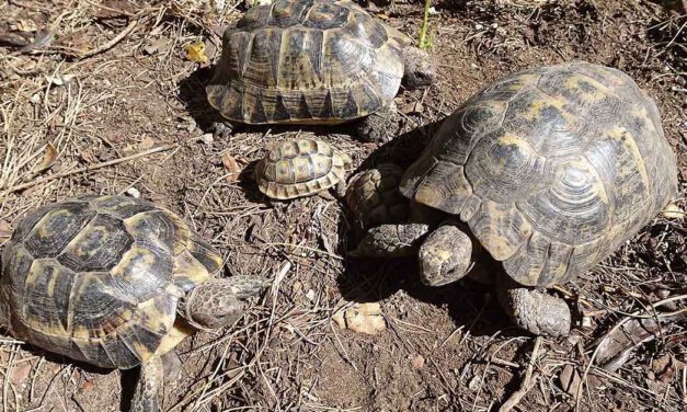 Sancionan a Juan Clavero con 20.700 euros por devolver tortugas moras a Marruecos