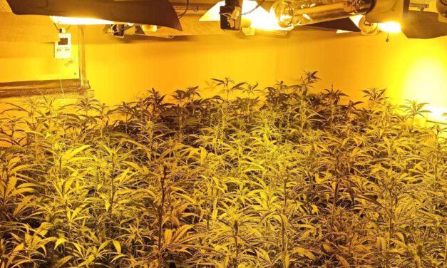 Intervienen más de 600 plantas de marihuana en una vivienda en El Puerto