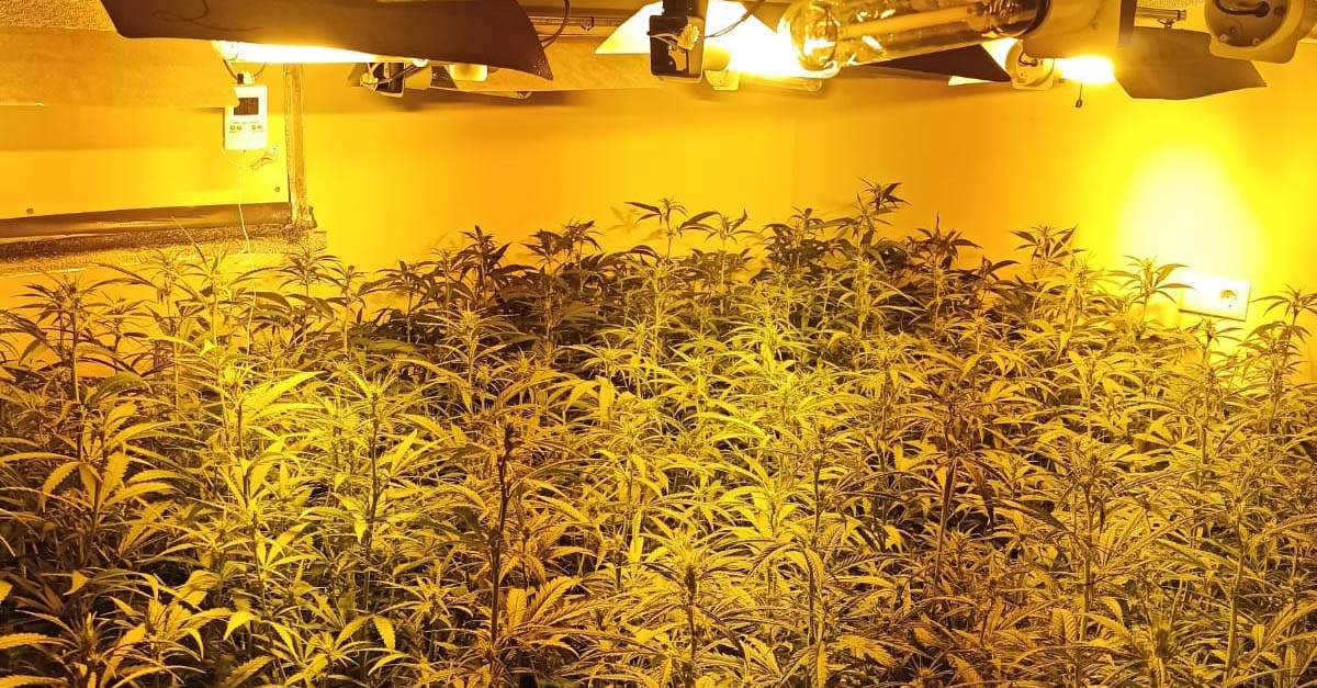 Intervienen más de 600 plantas de marihuana en una vivienda en El Puerto