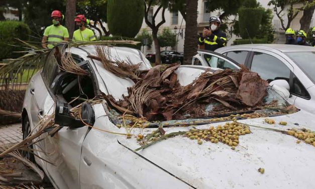 La caída de una palmera causa importantes daños en un vehículo
