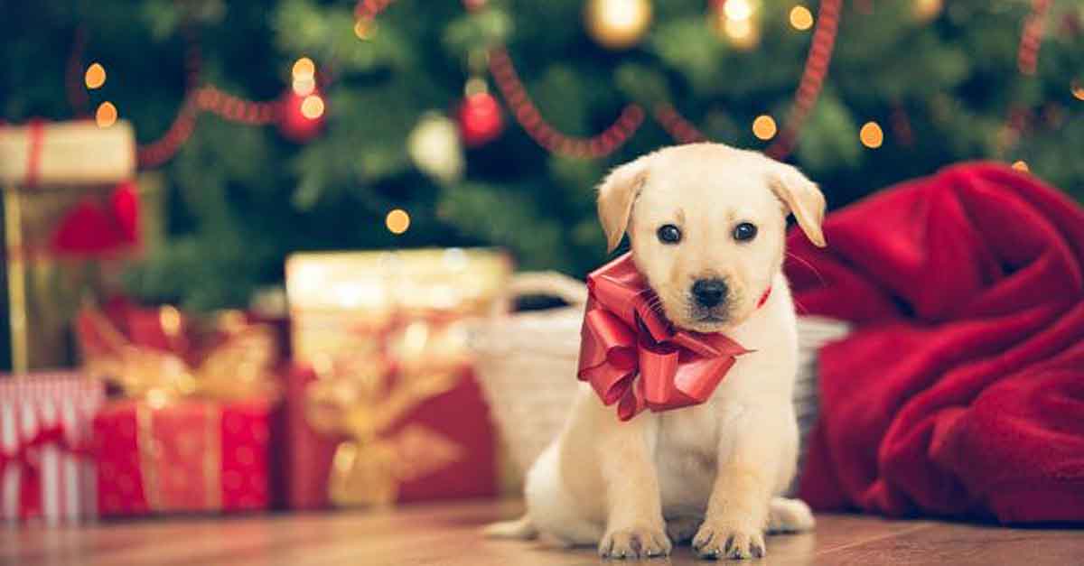 Uprocanes promueve la adopción responsable de mascotas por Navidad