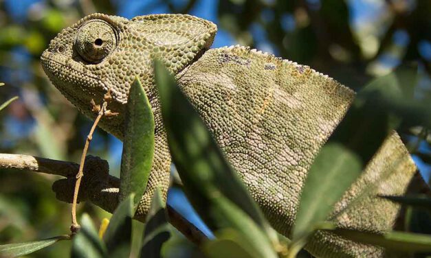 Ecologistas en Acción denuncia que no se ha ejecutado el plan del camaleón en Rancho Linares