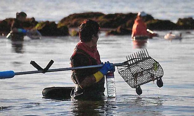 El Puerto acogerá dos ediciones del Curso de Formación para la Actividad Marisquera de IFAPA